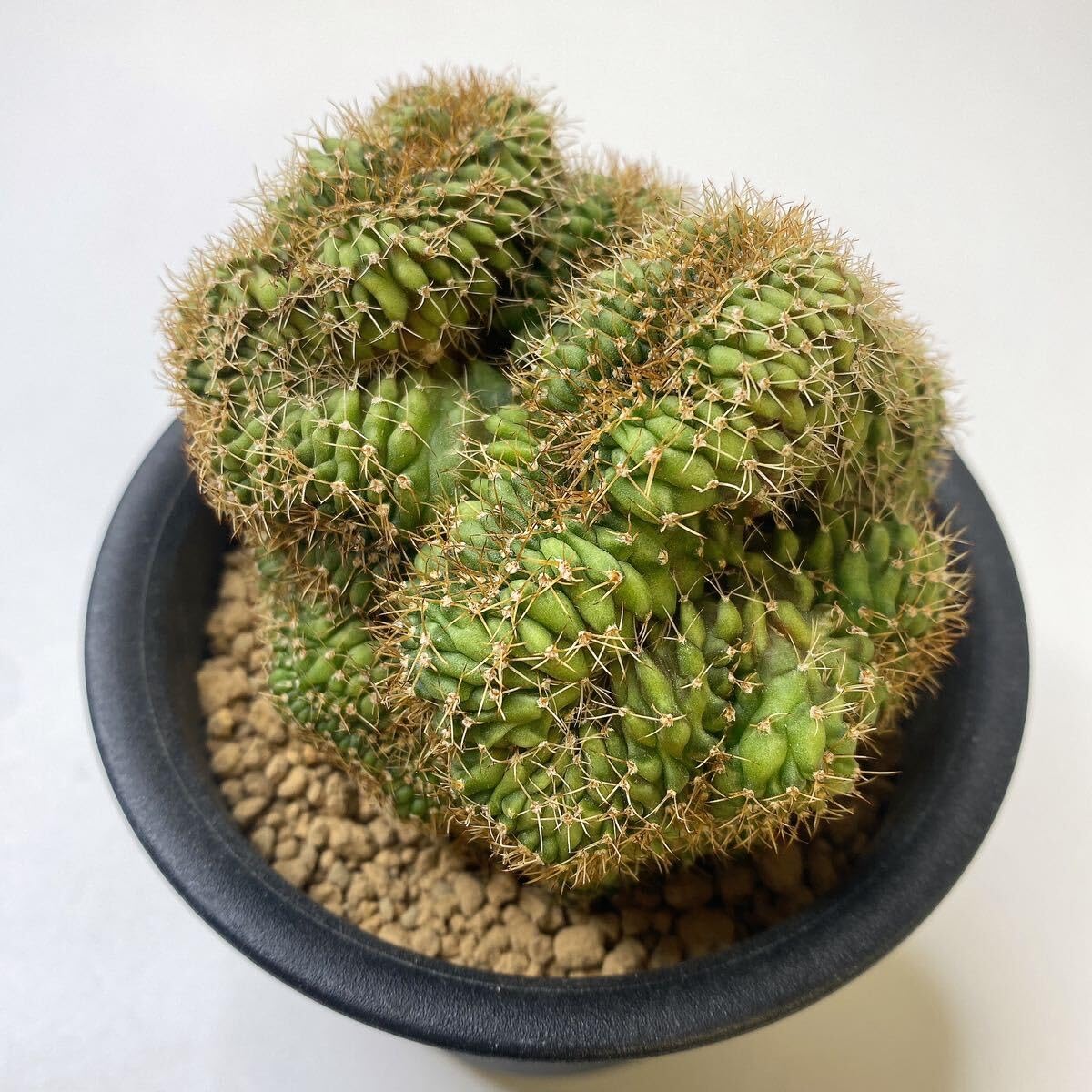 Amazon.co.jp: サボテン 多肉植物 ギムノカリキウムミハノビッチ 緋